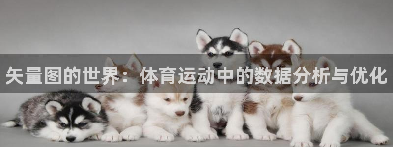 矢量图的世界：体育运动中的数据分析与优化